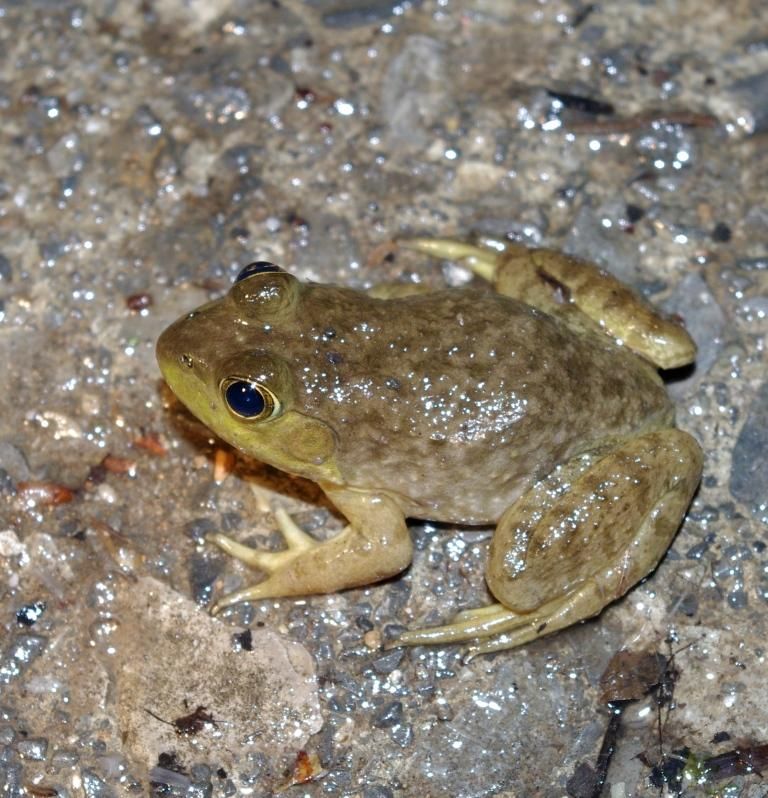 nightfrog2.jpg