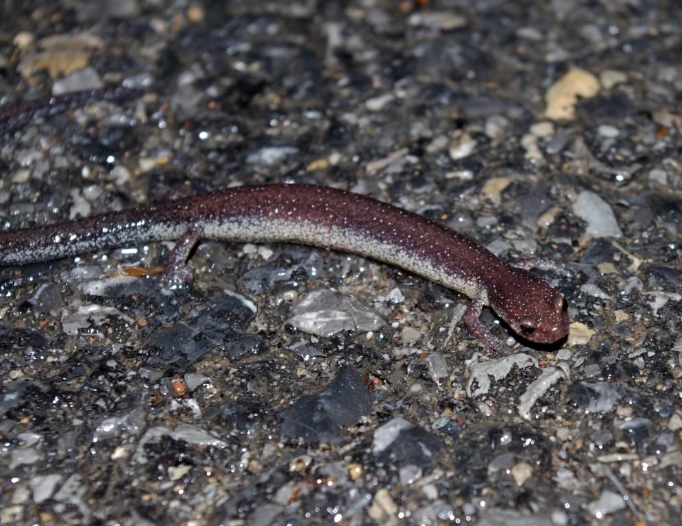 nightplethodon.jpg