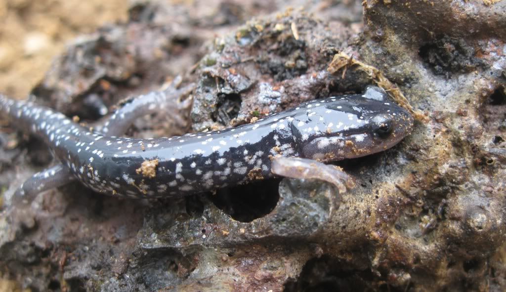Plethodonglut-1a.jpg
