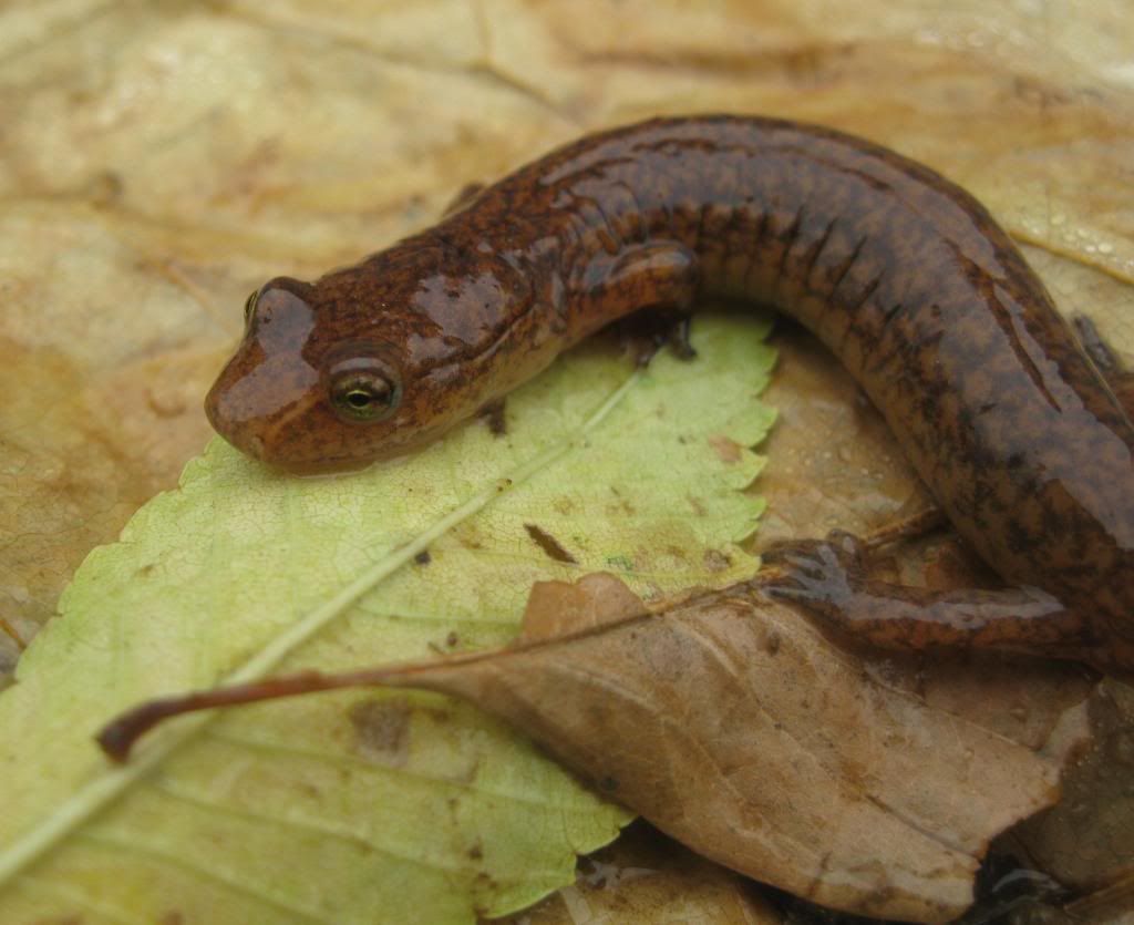 Springsalamander-2a.jpg