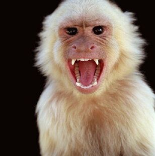 Angry-monkey-albino_zpseosfa2q7.jpg