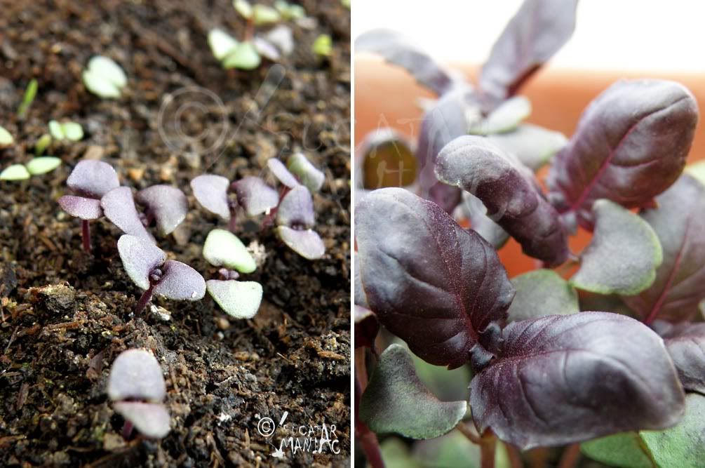 busuioc rosu,busuioc verde,busuioc mic