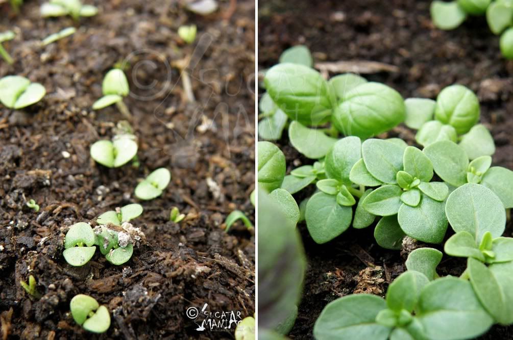 busuioc rosu,busuioc verde,busuioc mic