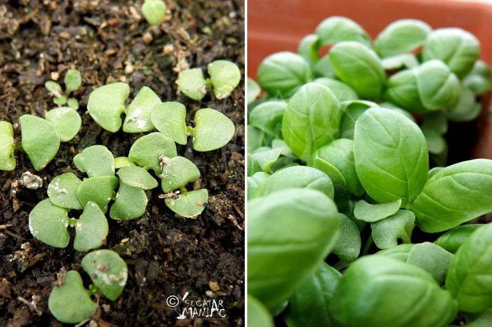 busuioc rosu,busuioc verde,busuioc mic