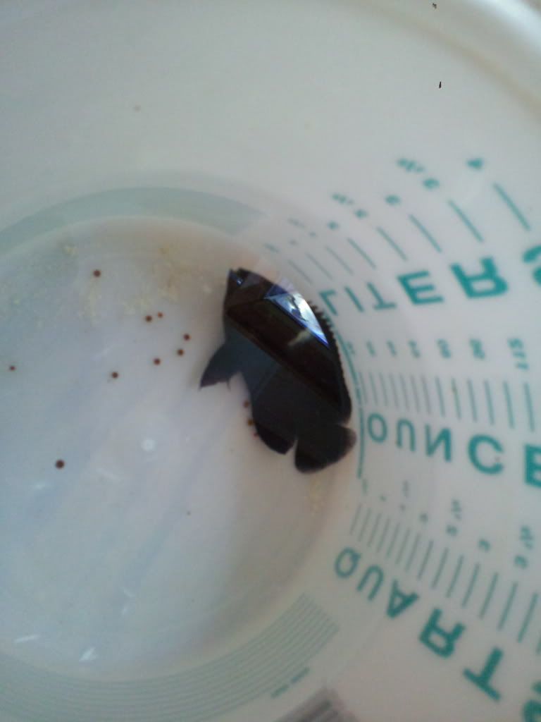 2011-09-17154207.jpg