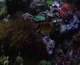 th_video-2011-09-22-16-36-24.jpg