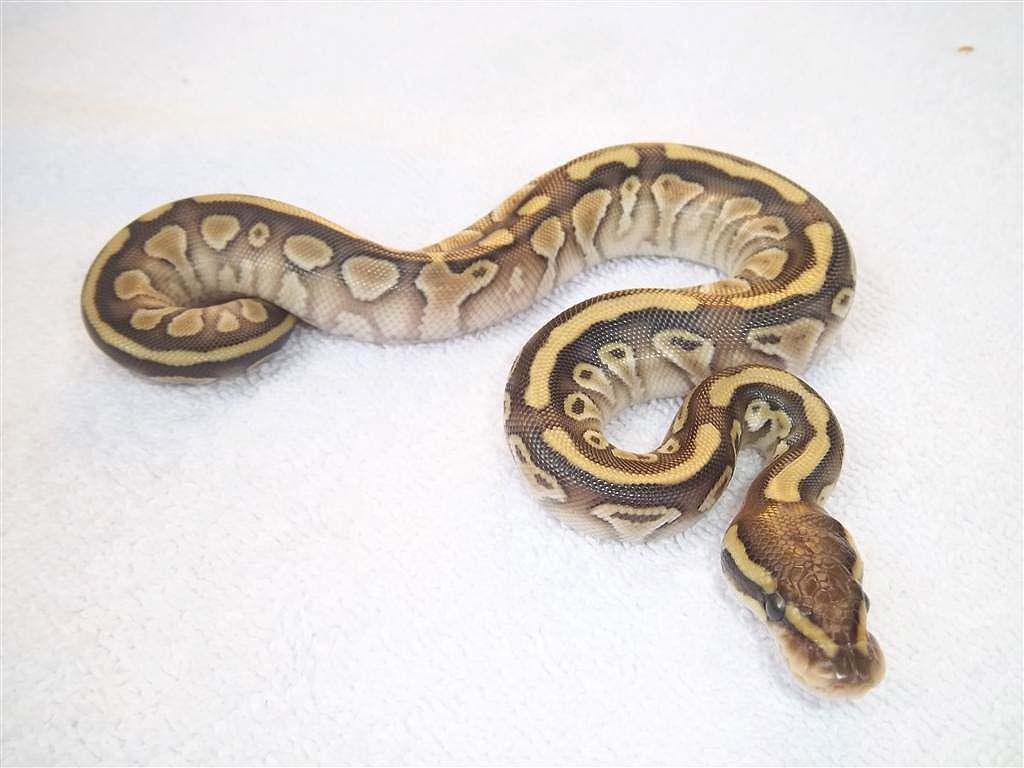 butterhetclownfem.jpg