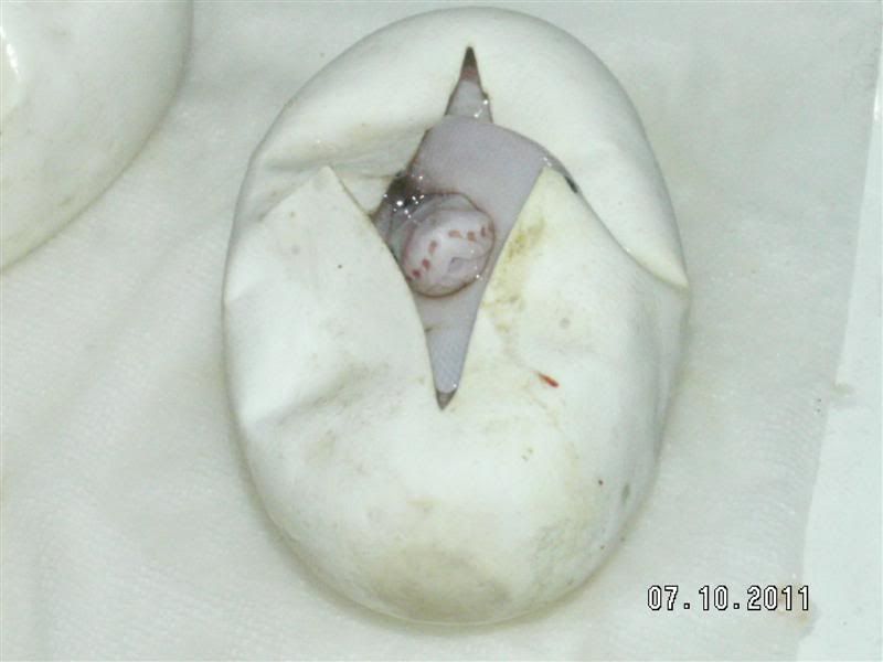 PICT9163Medium.jpg
