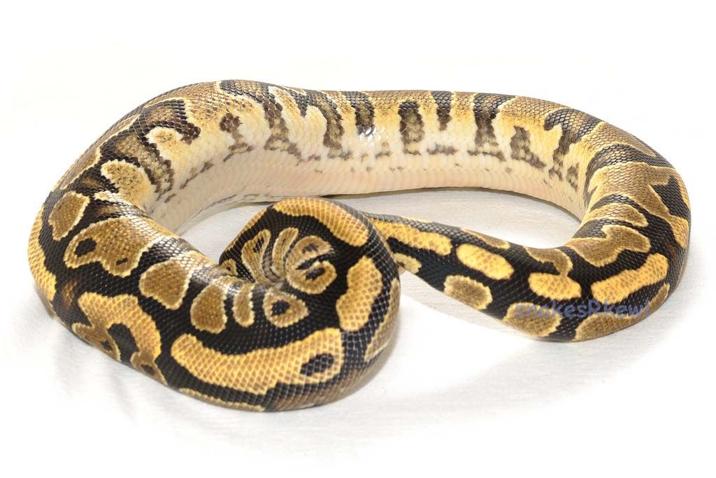 Yellowbelly100hetclownFemale2_zps33c6a1df.jpg