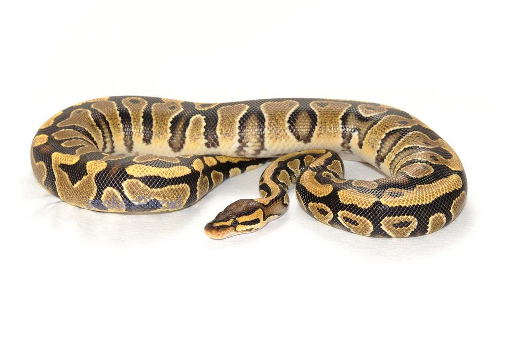 Yellowbelly100hetclownFemale_zps60b0661e.jpg