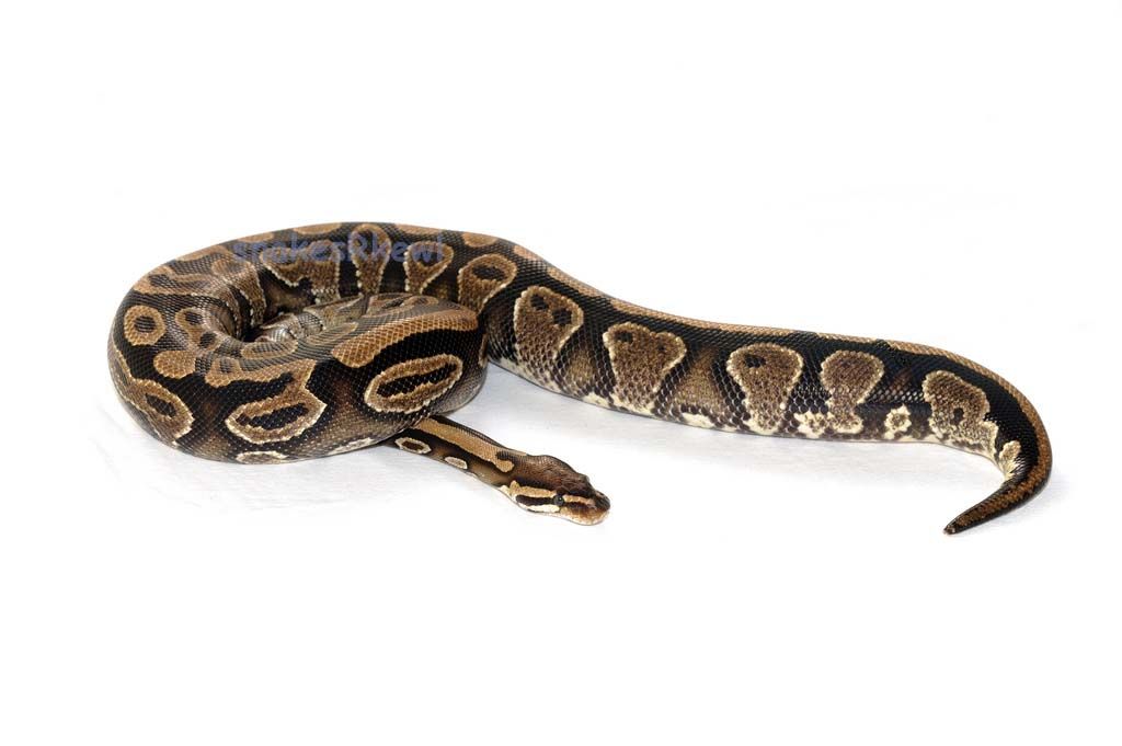 dinkerbelly2_zpsae62af87.jpg