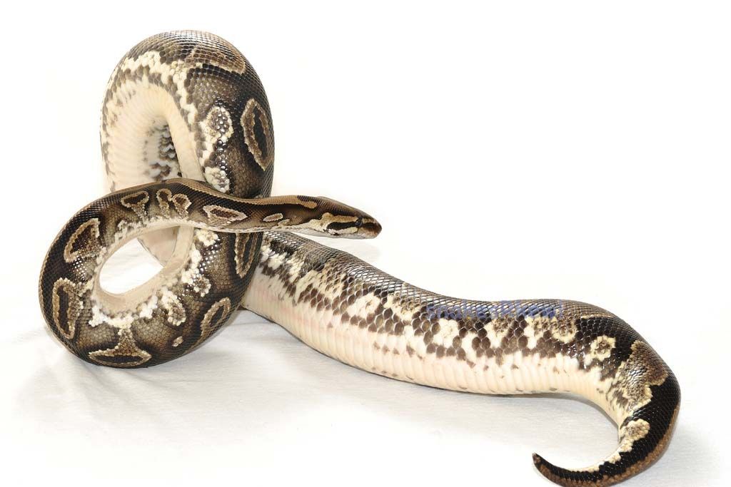 dinkerbelly3_zpsc20daaa2.jpg
