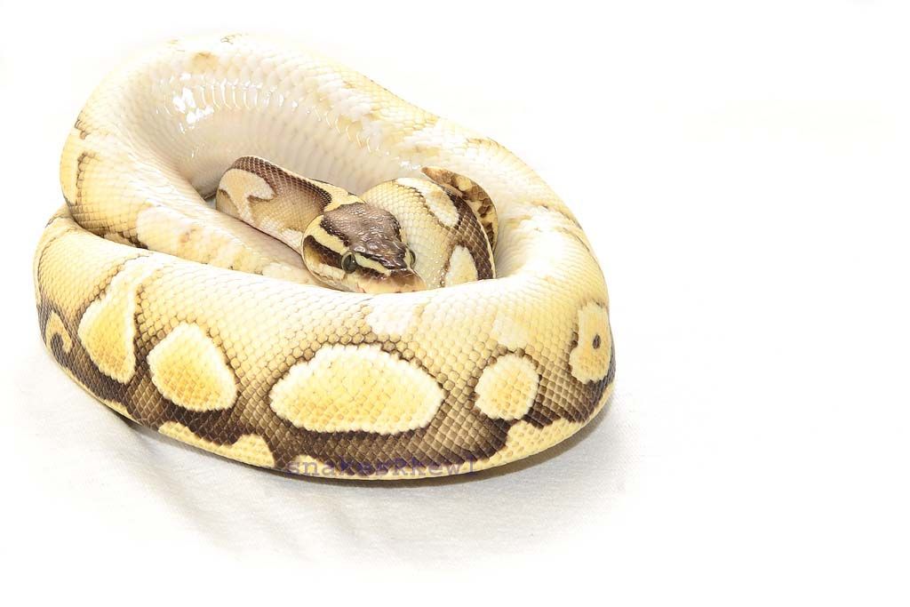 pastellesser_zpse26ce21e.jpg