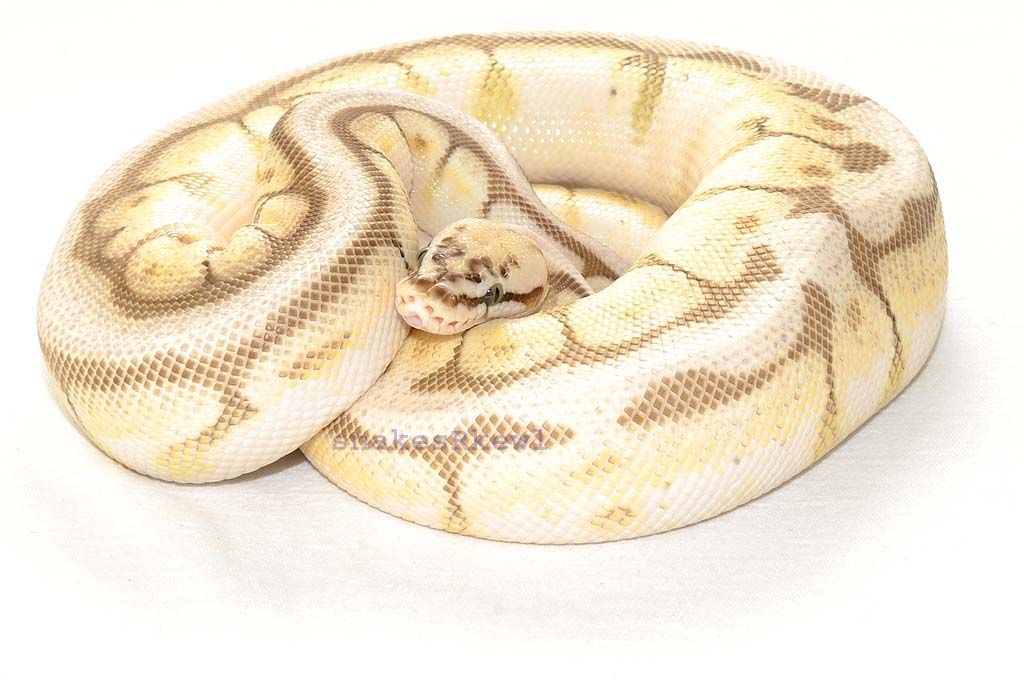 queenbee4_zpsd1e71f76.jpg