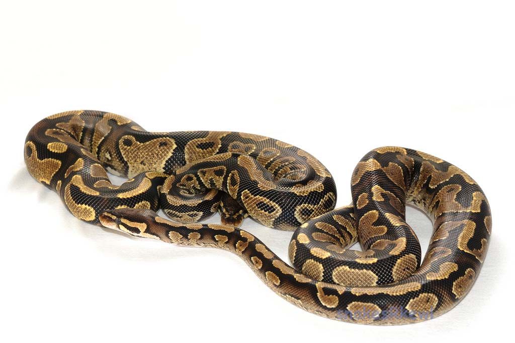 yellowbellyfemalesiblings_zps310430ff.jpg