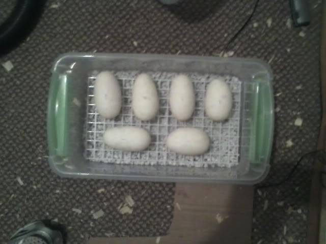 ybhetclowneggs.jpg