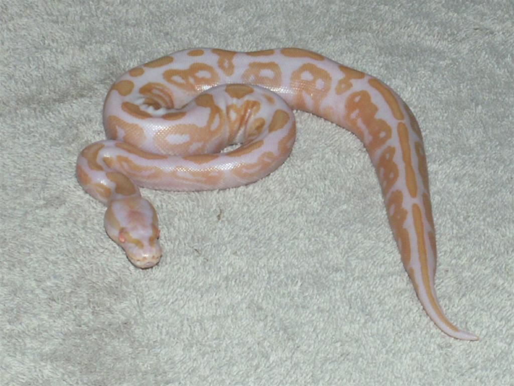 PICT0772.jpg