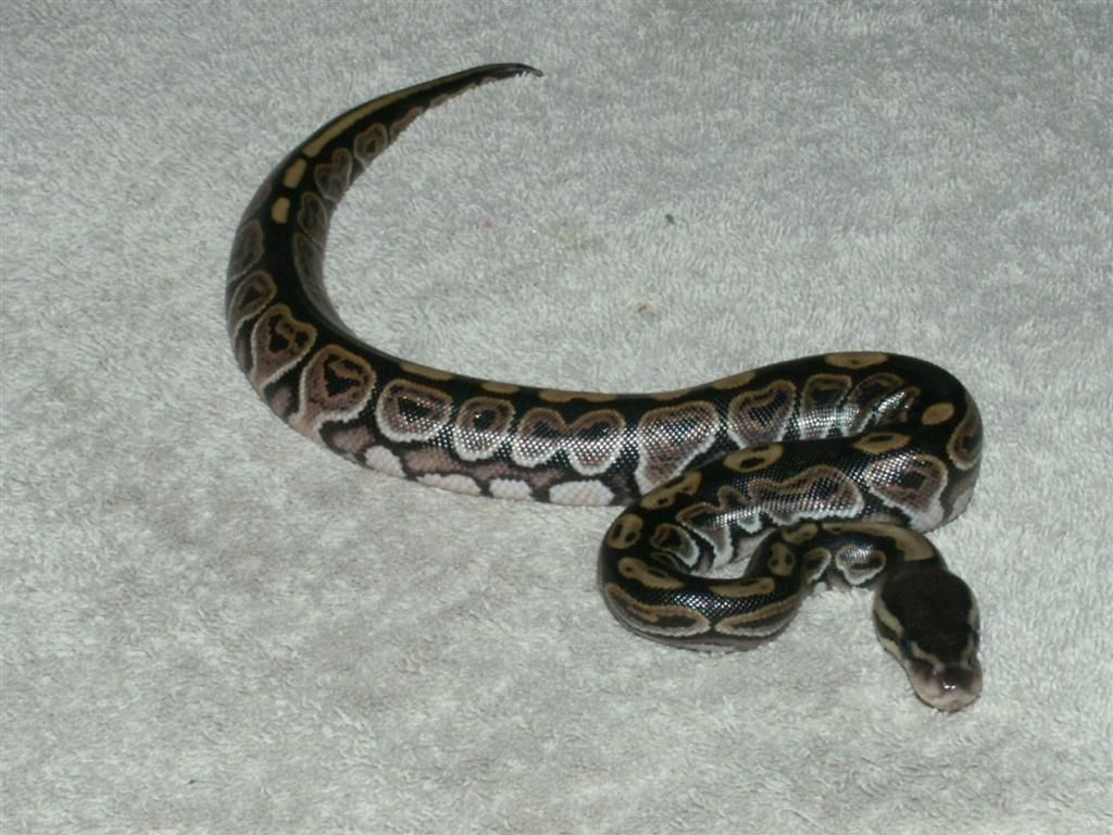 PICT0783.jpg