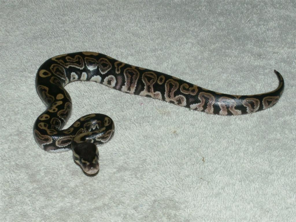 PICT0786.jpg