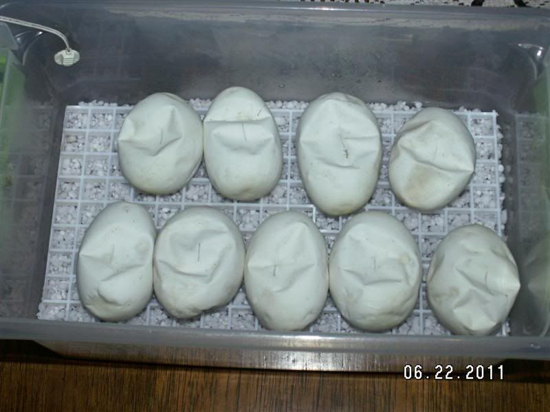PICT9127.jpg
