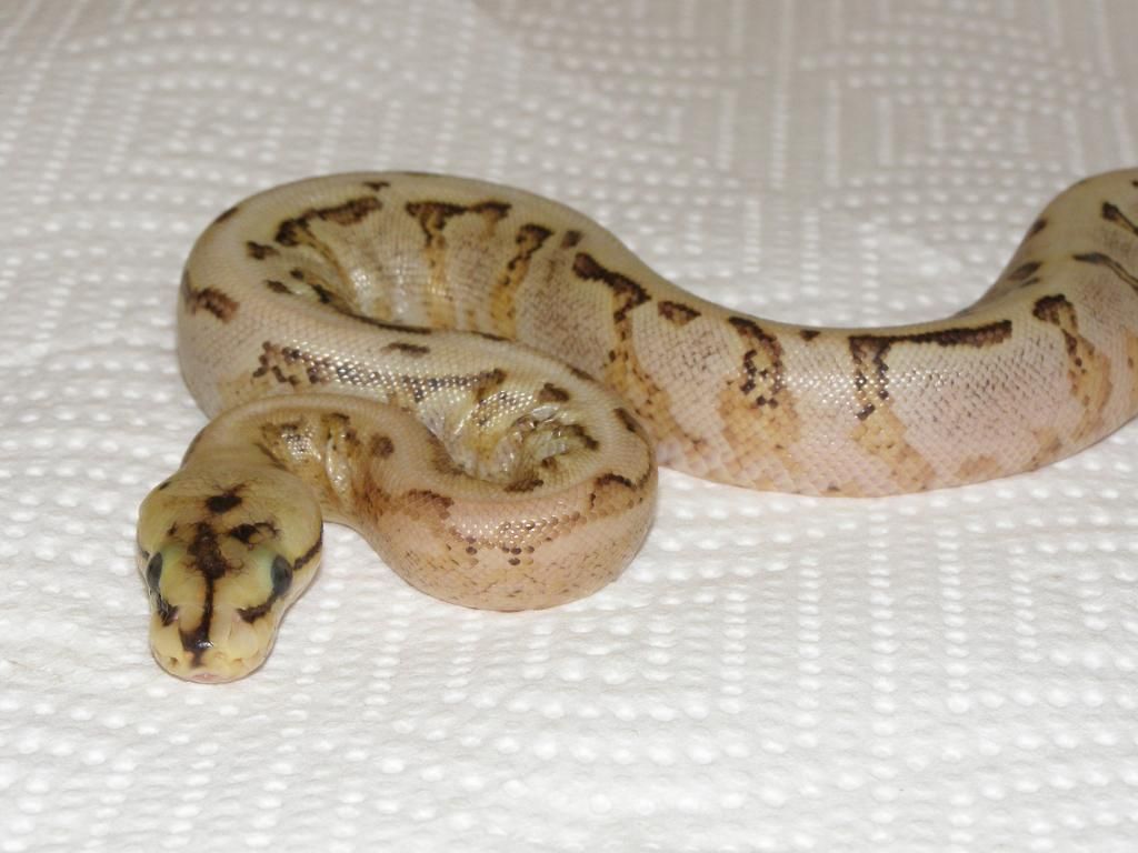 femalespidersuperstripe2_zpsb6e0f16d.jpg