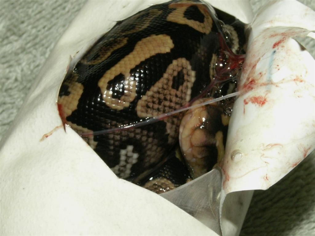 PICT9647.jpg