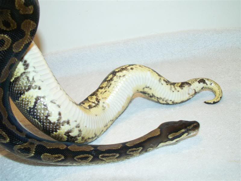 TangerineYellowBellyFemale1.jpg