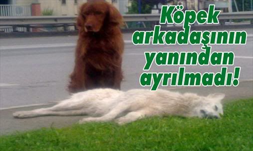 Kpek arkadann yanndan ayrlmad!