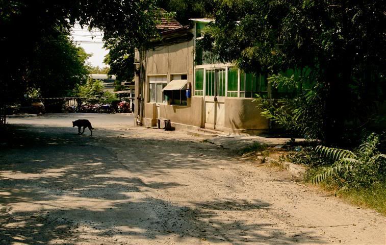 Casuta ta de la tara… din mijlocul orasului