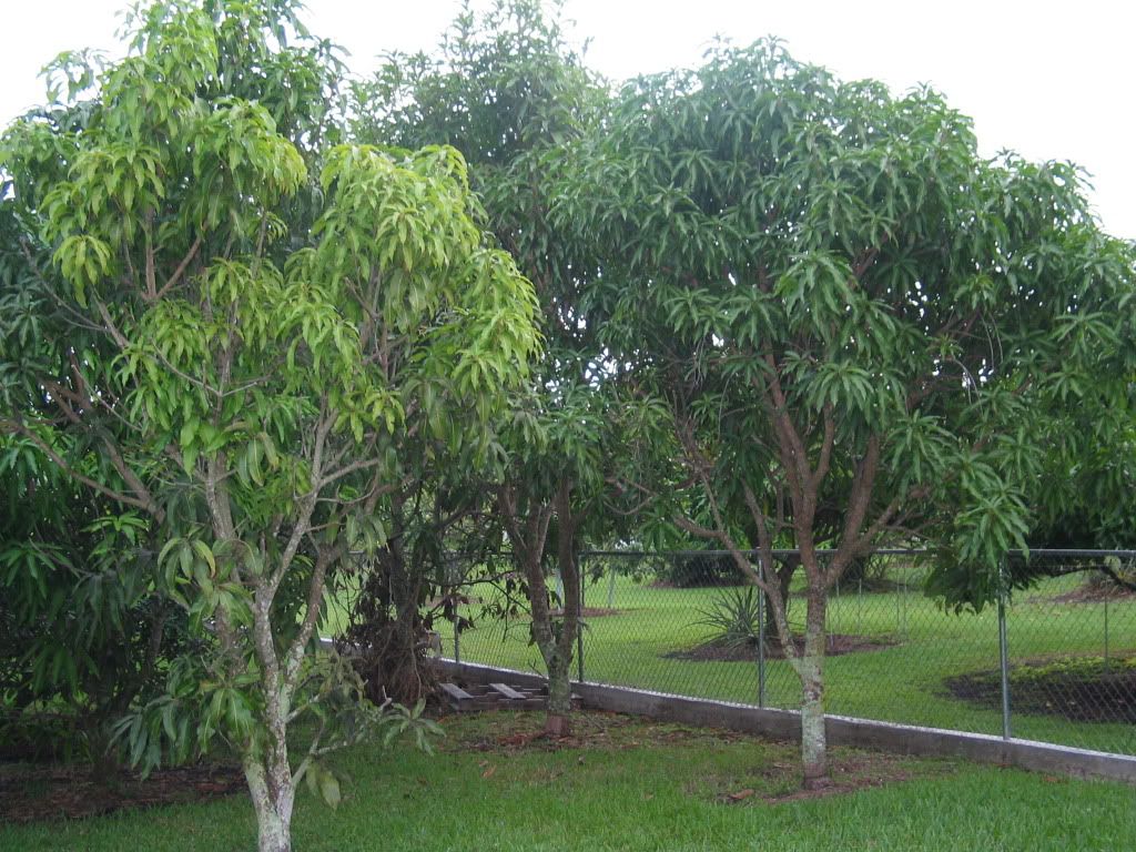 Dwarf Mango Trees For Sale In Florida at Suzy Cook blog
