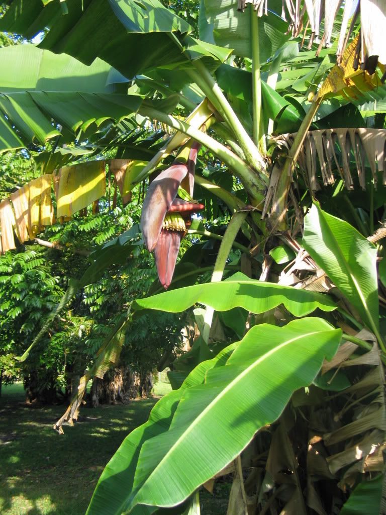 jamaican red banana