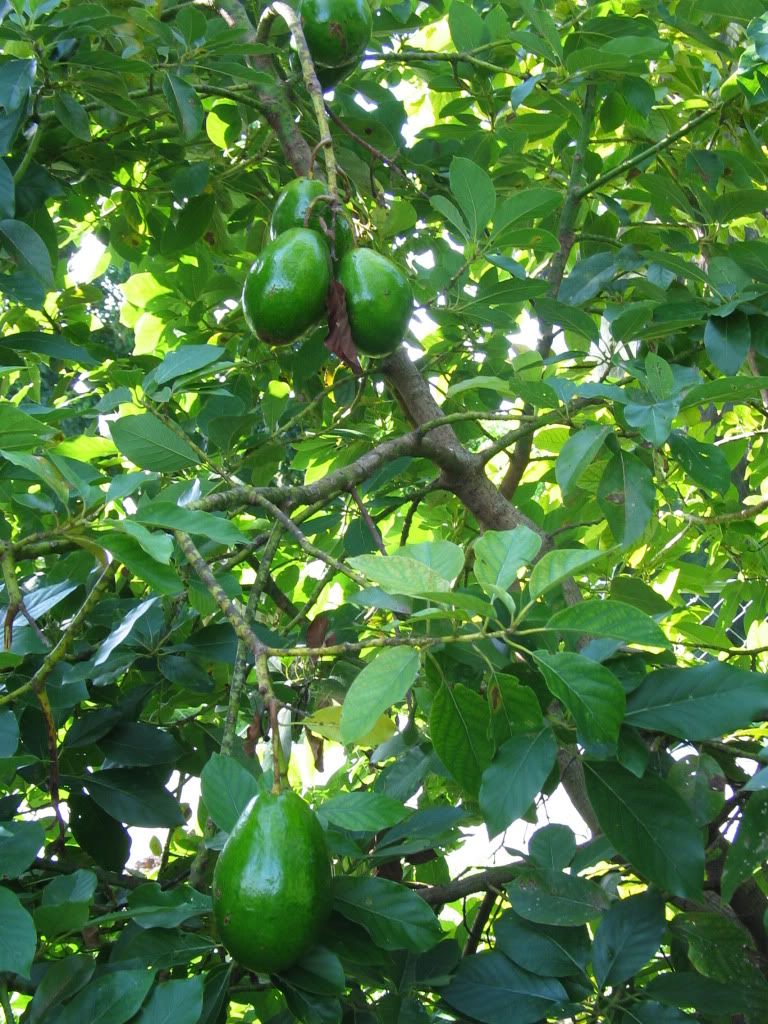 Choquette Avocado