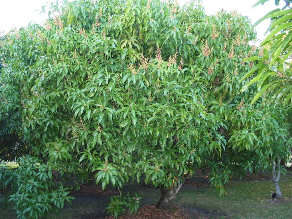 Carrie Mango Tree