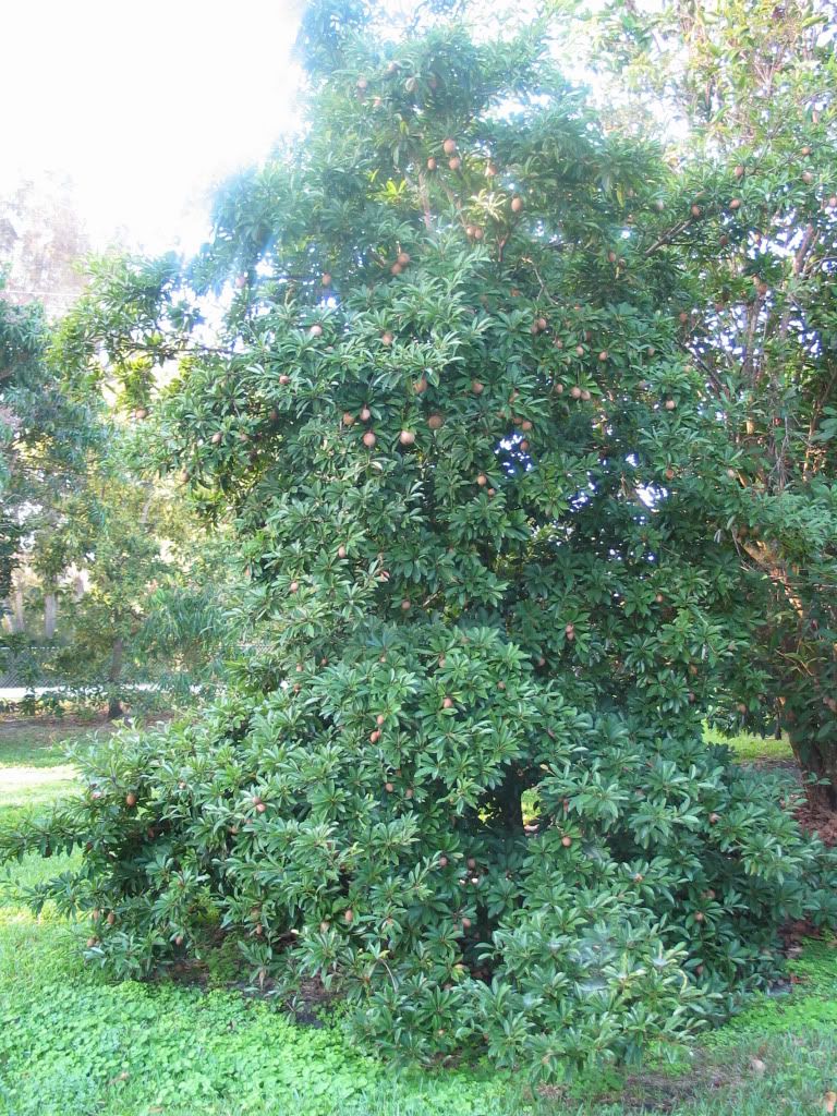 Air+Layering+Mango+Trees Air Layering Mango Trees http://forums.gardenweb.com/forums/load ...