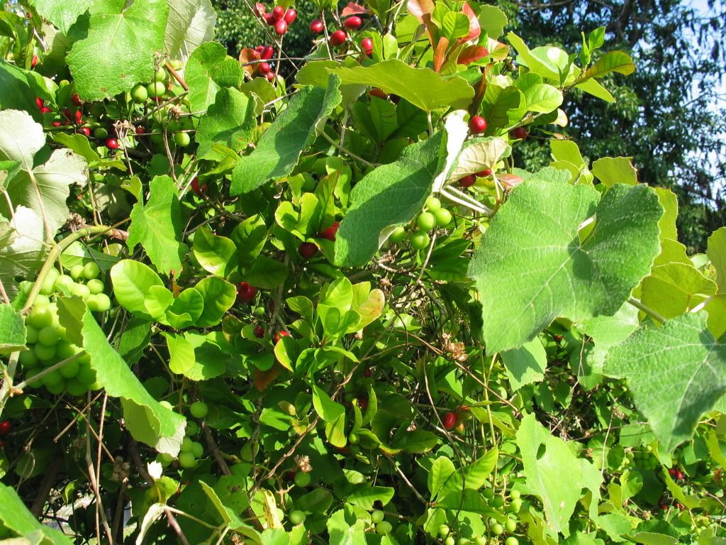 Miracle Fruit Tree 4/26/11