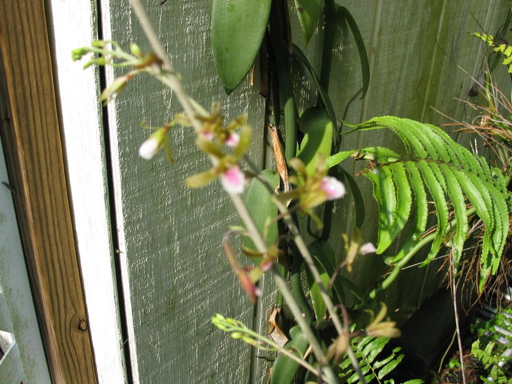 Unknown variety of Orchid 4/26/11