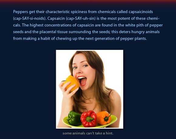 Peppers get their hotness from capsaicinoids