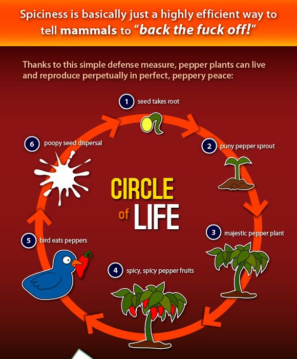 Spiciness is just a highly efficient way to tell mammals to back the fuck off.