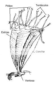 classification phyllum cnidaria cnidaria class scyphozoa order genus 