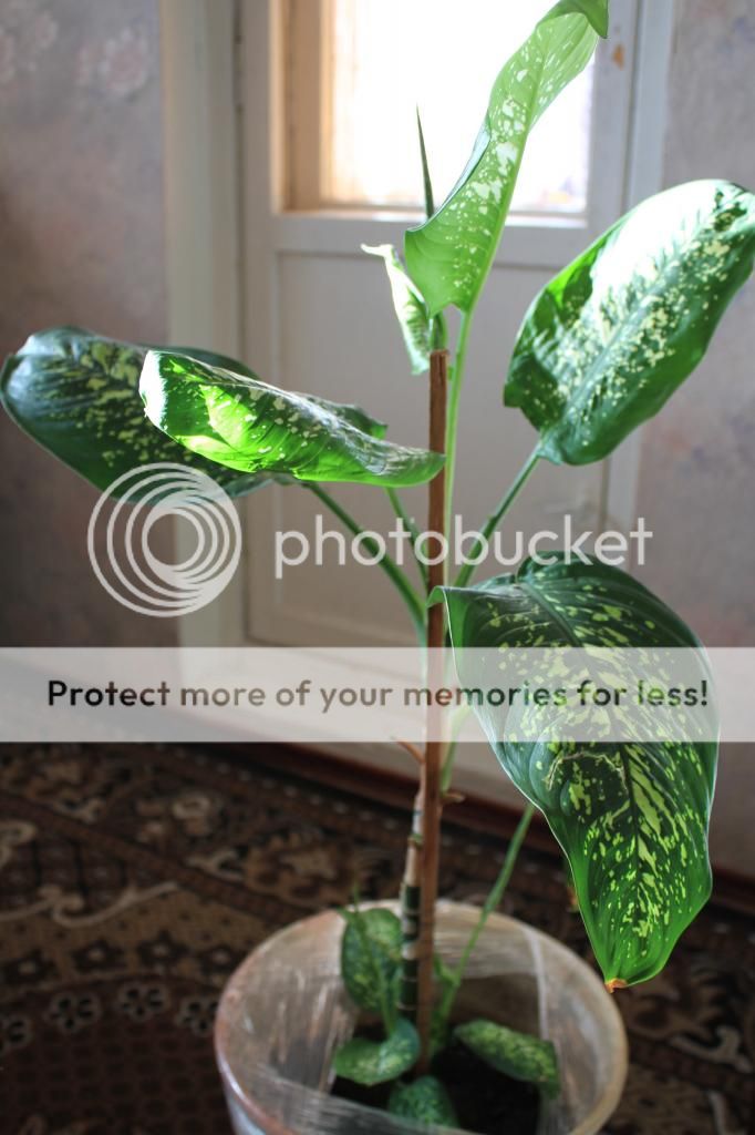 photo IMG_9910_zps71bd6f77.jpg