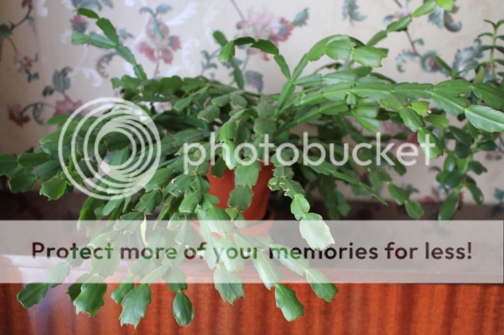 photo IMG_9913_zps2bc732d8.jpg