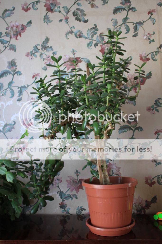 photo IMG_9914_zpsa08afab8.jpg