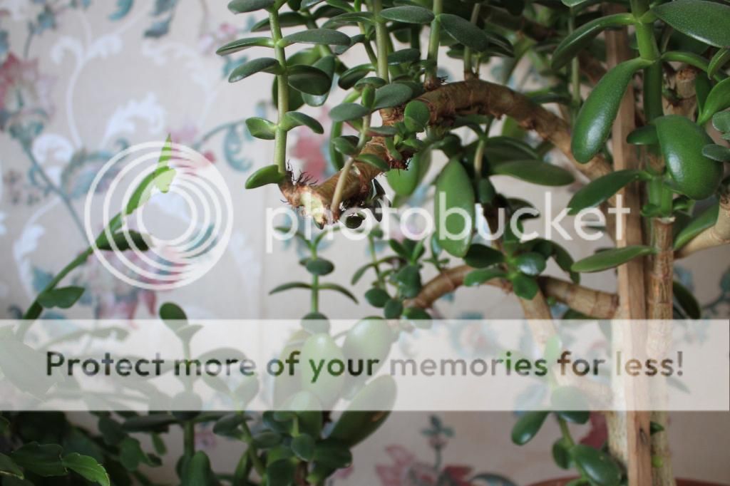 photo IMG_9915_zps8020aec1.jpg