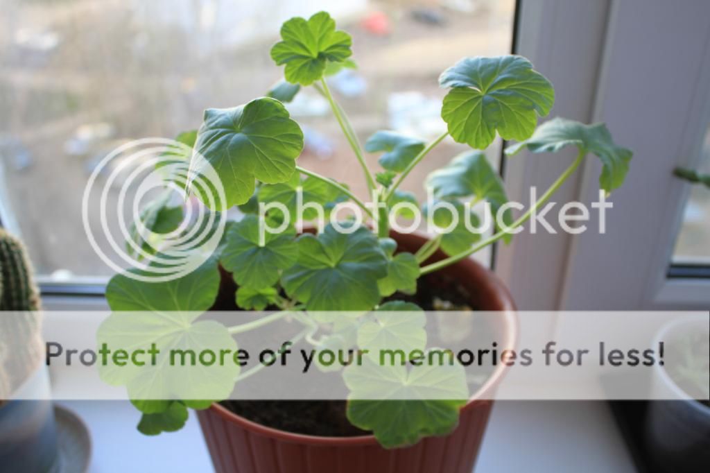 photo IMG_9917_zps9de33def.jpg