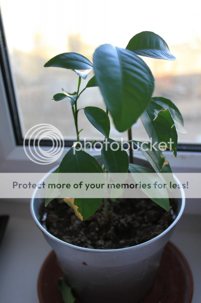 photo IMG_9919_zps5c514dcf.jpg