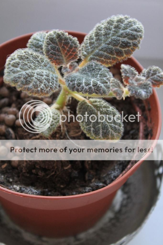 photo IMG_9924_zpsfef73473.jpg