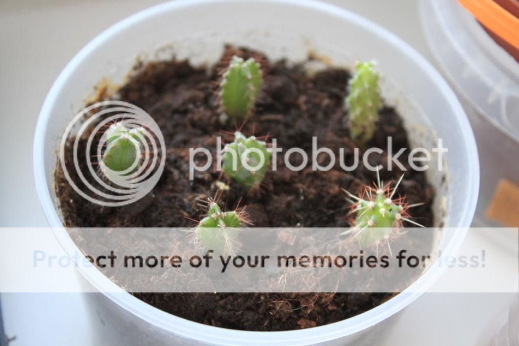 photo IMG_9930_zpsd122a475.jpg