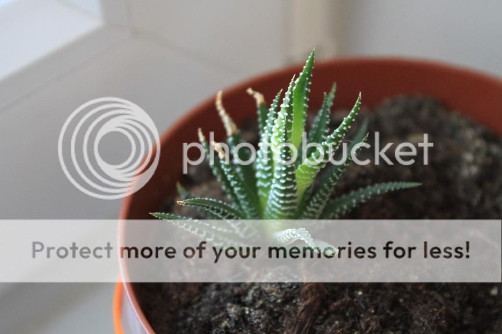 photo IMG_9932_zpsbce489c4.jpg