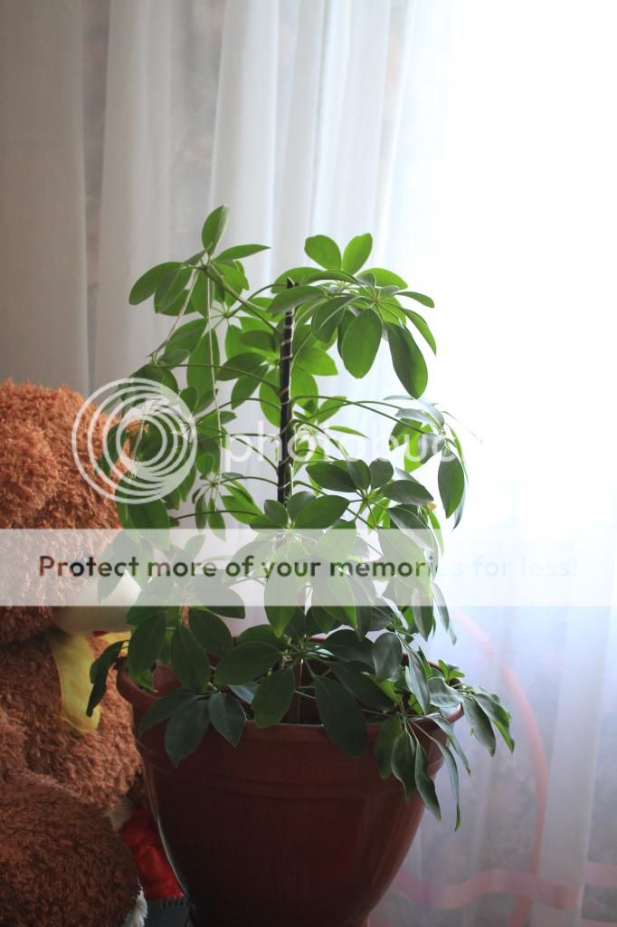 photo IMG_9933_zpsbd5f5197.jpg