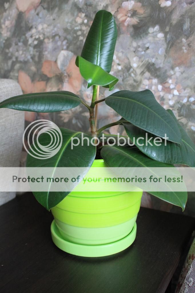 photo IMG_9934_zps6f720d59.jpg